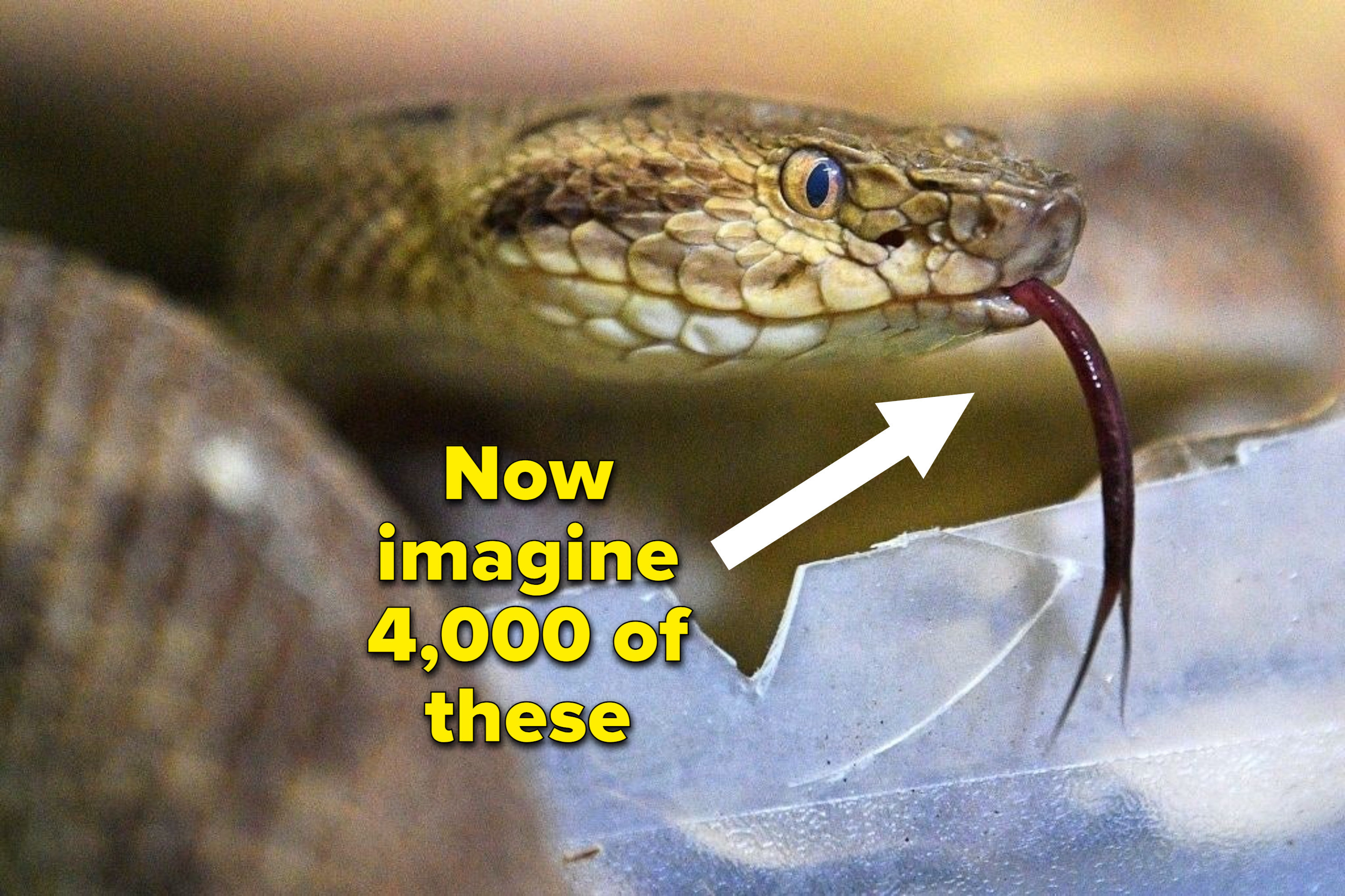 A snake sticking its tongue out with an arrow pointing saying Now imagine 4000 of these