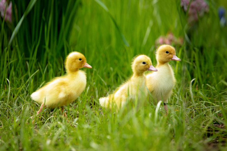 Baby ducks in grass