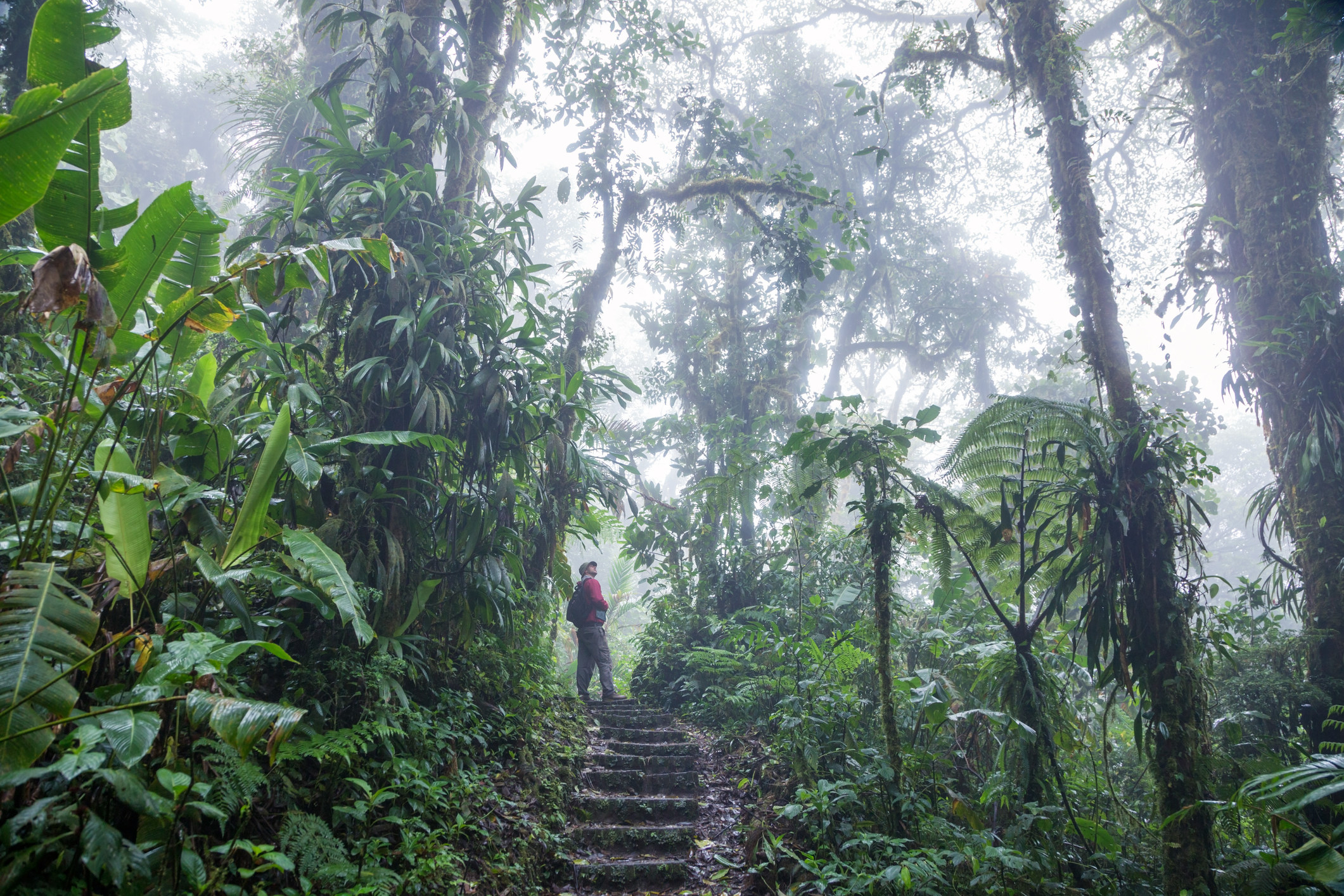 A hiker standing in the misty rainforest in Monteverde