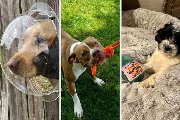 a reviewer's dogs in a fence bubble; a reviewer's dog using a tug-of-war rope; a reviewer's dog with a Woof Cliquot plushie