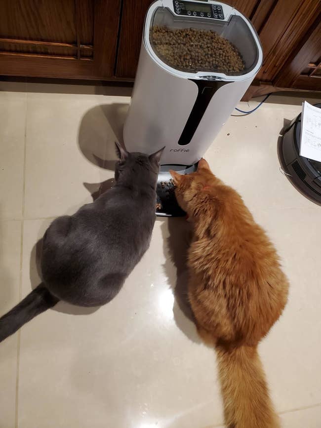 two cats eating out of large feeder