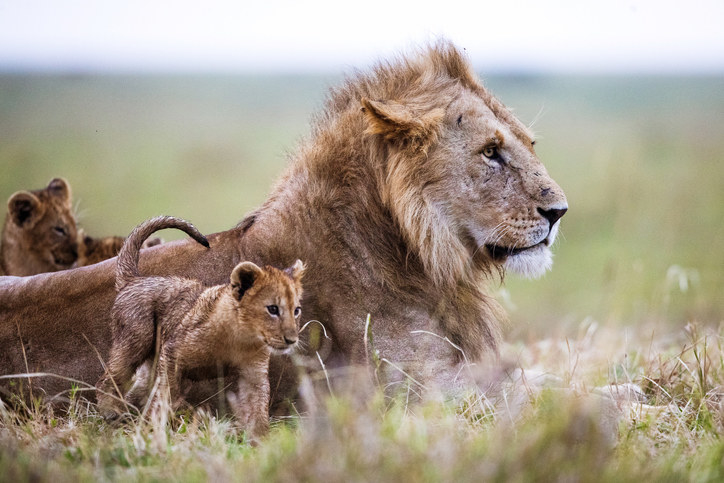 A male lion with cubs