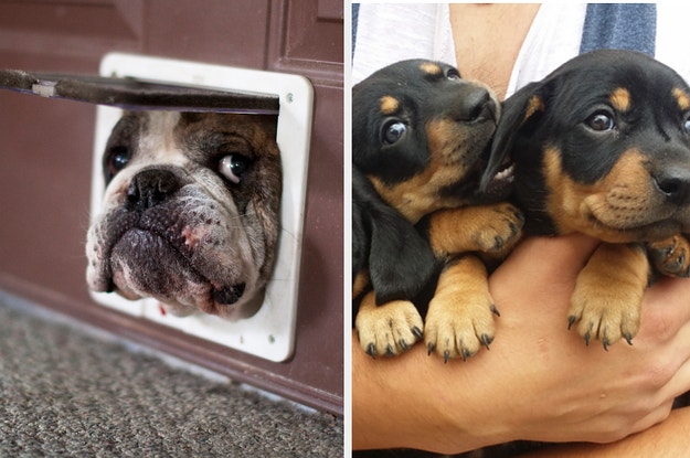 アニマル Buzzfeed アニマル Buzzfeed