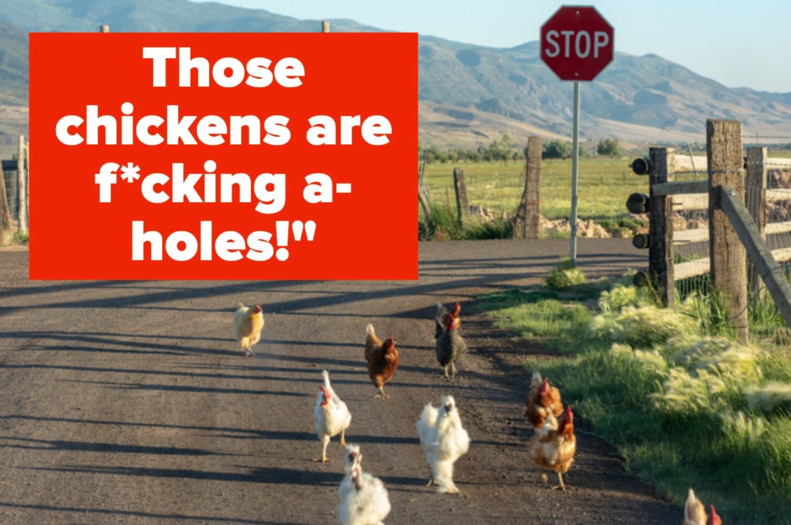 getty image of chicken in the road