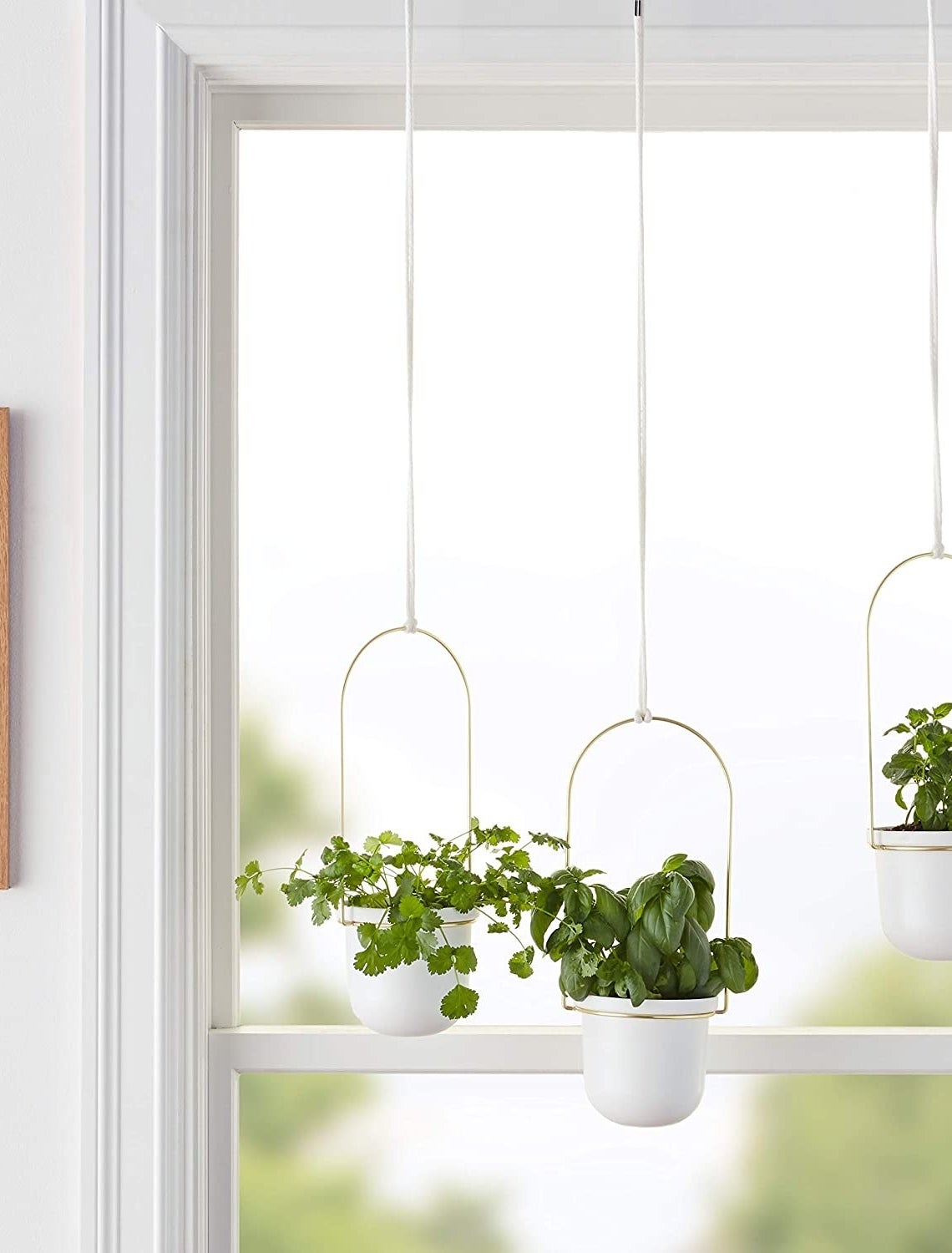 The set of three planters with herbs in them, in front of a window