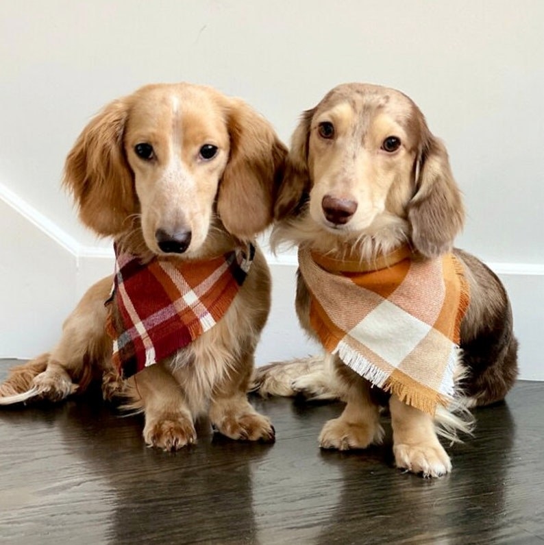 Two dogs wearing bandanas