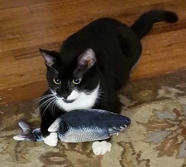 Reviewer image of cat playing with fish toy