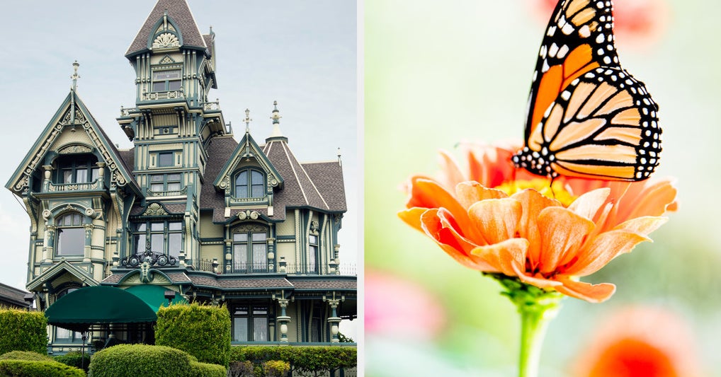 Which Flower Matches Your Personality Based On The House You Design?
