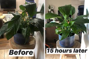 a reviewer's before and after of a sad, wilted plant which was brought back to life with Miracle Grow sticks after 15 hours of use