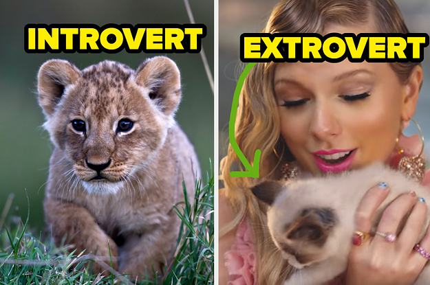 introvert and extrovert over lion and kitten