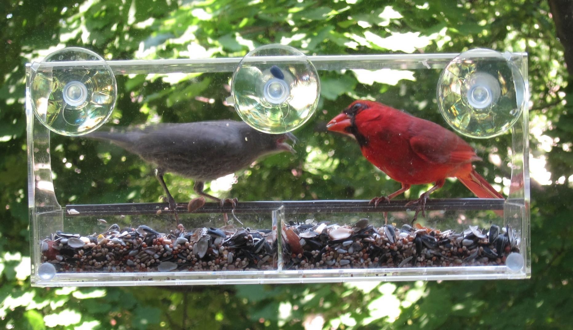 A transparent rectangular birdfeeder with bird seed and two birds sitting in it