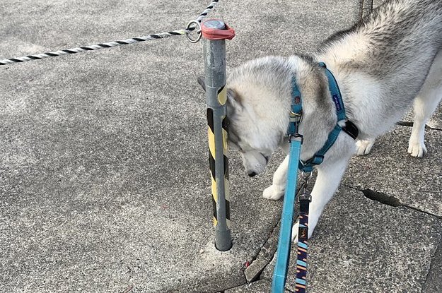 アニマル Buzzfeed