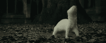 Malfoy being transfigured back to his human form after professor Moody had turned him into a ferret.