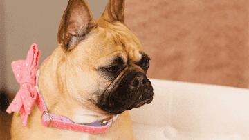 GIF of dog with text saying &quot;no comment&quot;