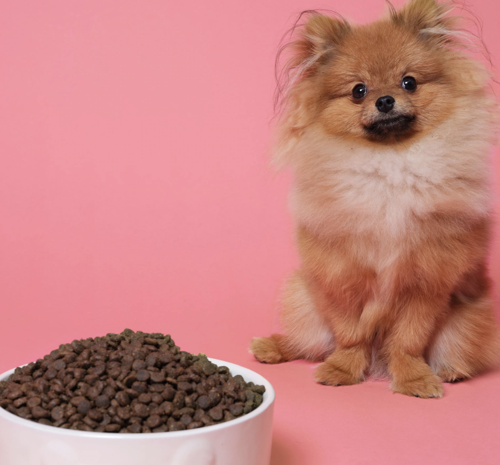 Your One True Love, Pooch And Mutt Have Doggy Valentine's Treats, And ...