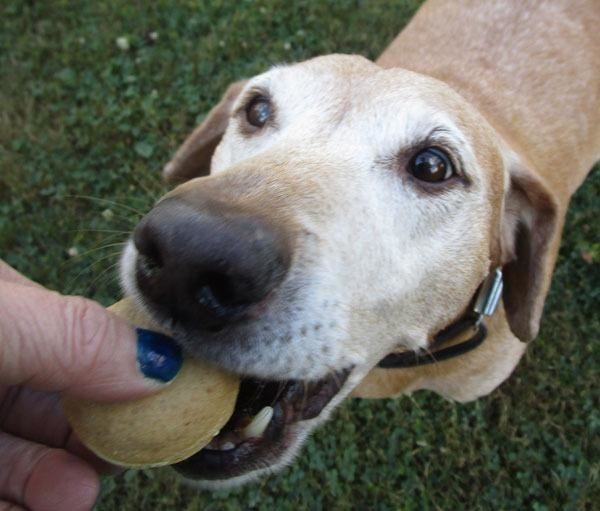 reviewer holding the macaron while their dog gently takes a bite