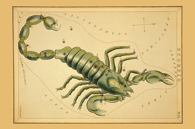 a drawing of a scorpion