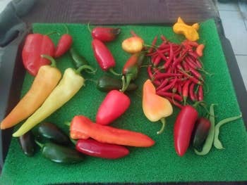 a variety of peppers sitting on the green liner