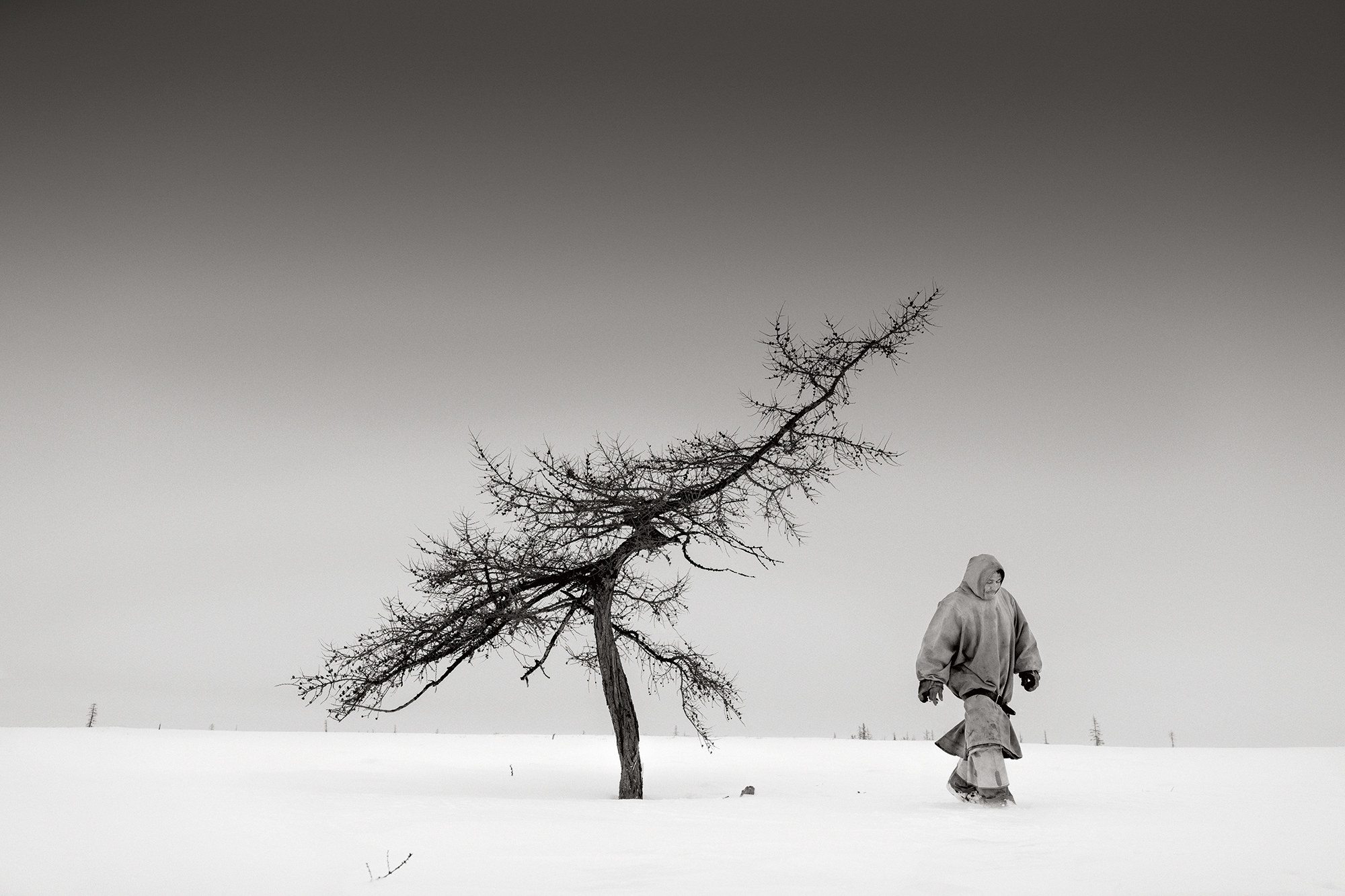 A person in traditional arctic dress walking away from a bent pine tree 