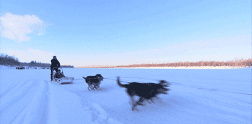 Someone on a sled being pulled by dogs