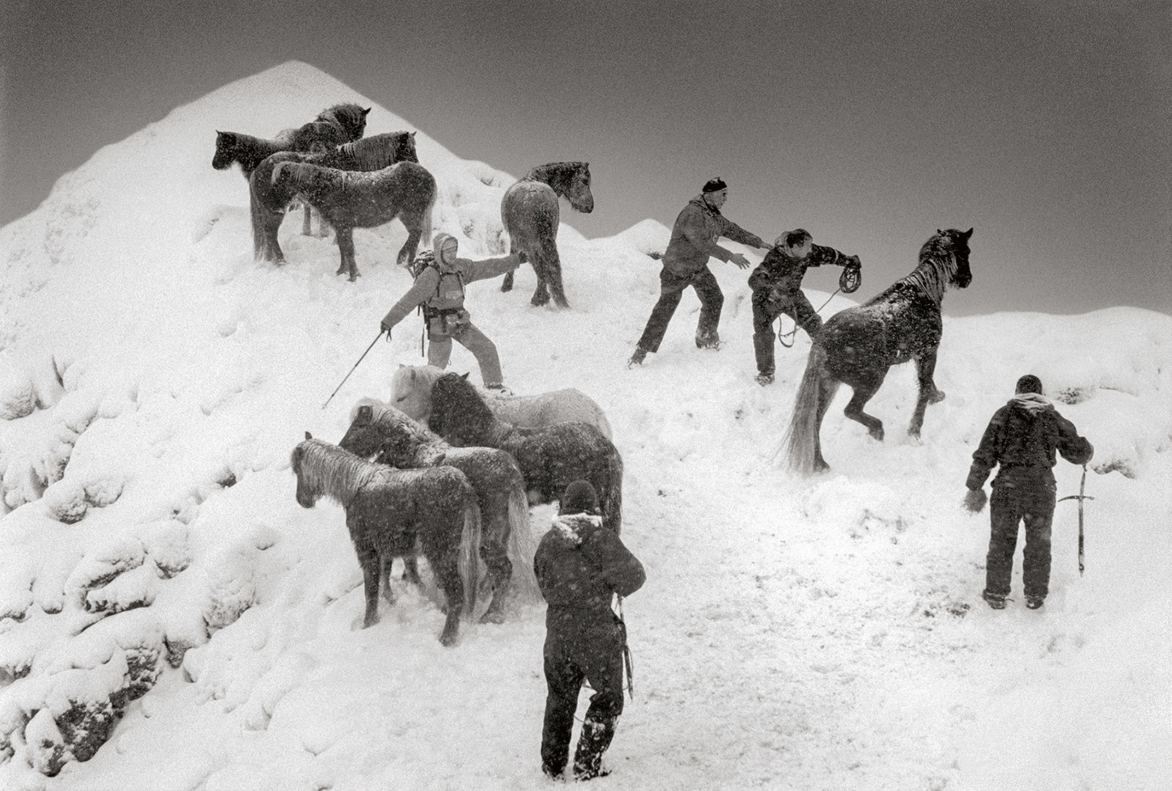 A few people herding horses in the snow