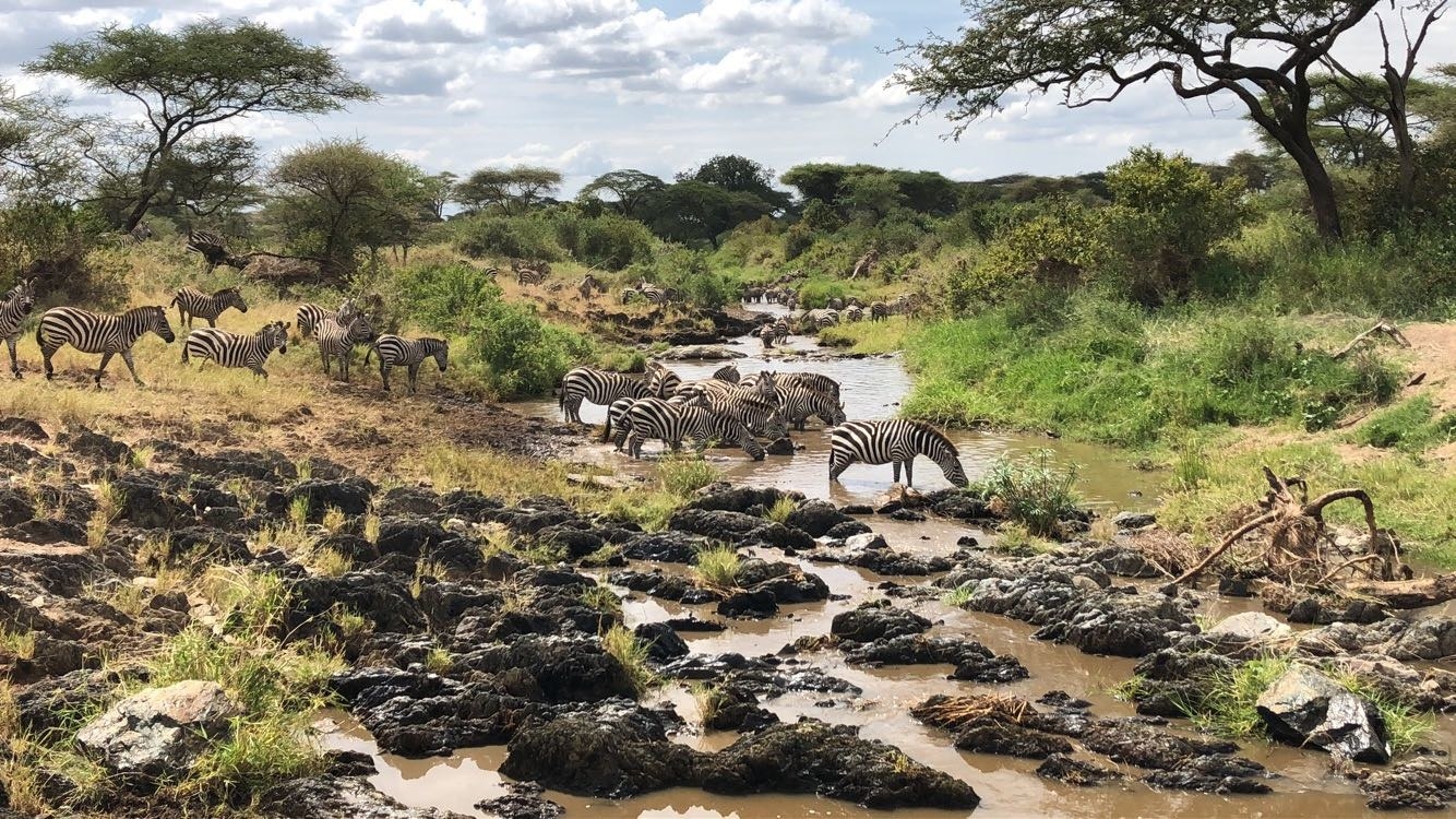 Zebras feeding near a river in the Serengeti