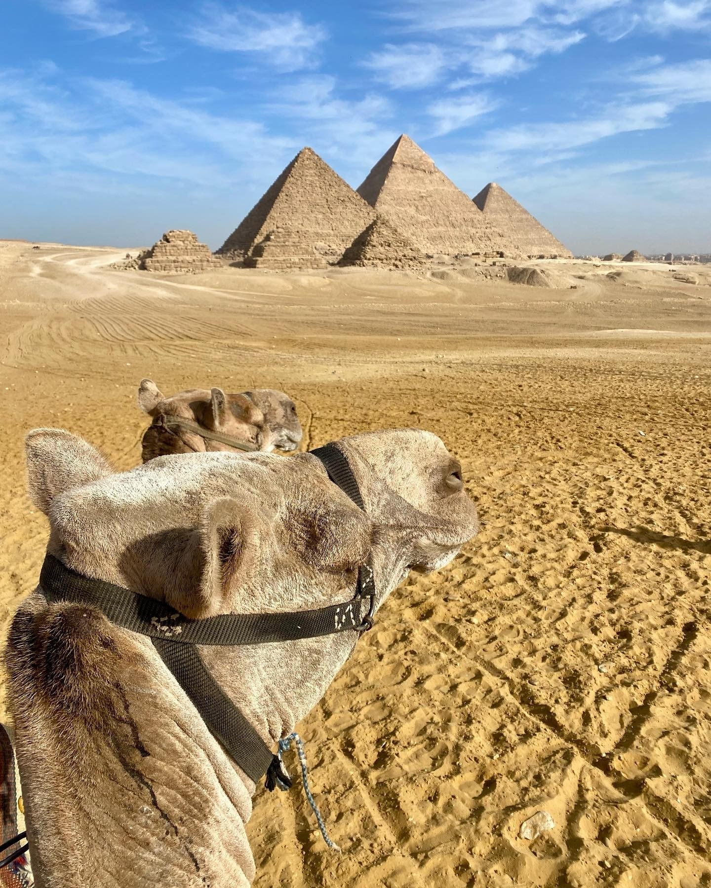 camels in front of the pyramids