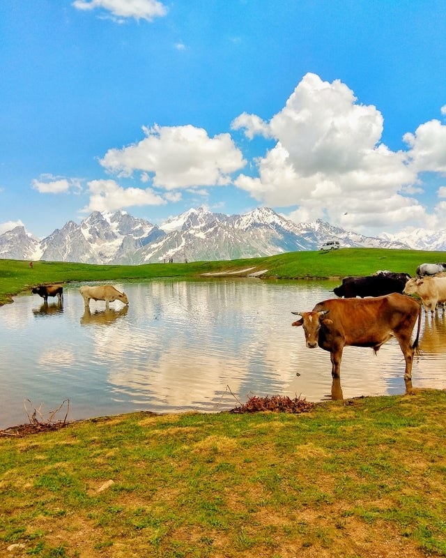 cows drinking from a river in Svaneti, with mountains in the distance