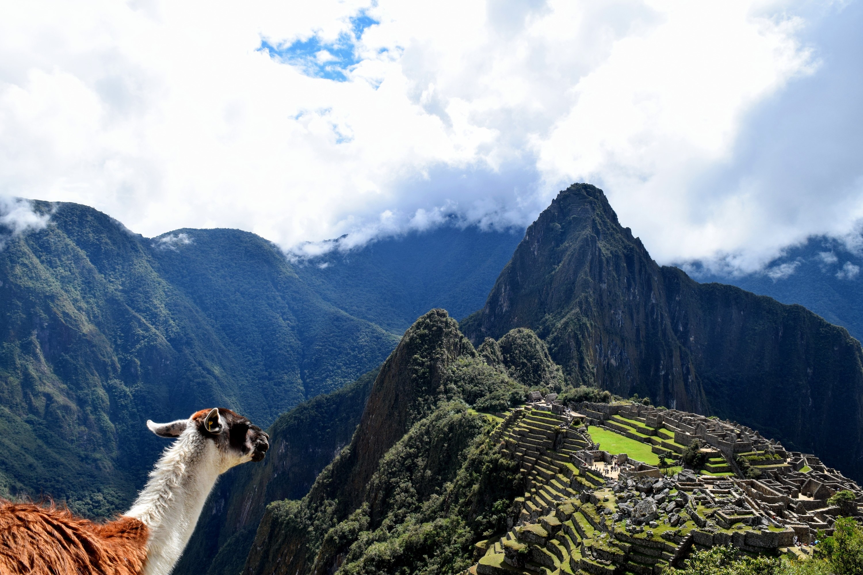 a llama looks off a cliff at Machu Picchu in the distance