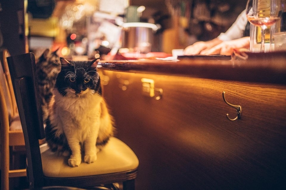 a cat sits on a bar stool at a bar in Tokyo