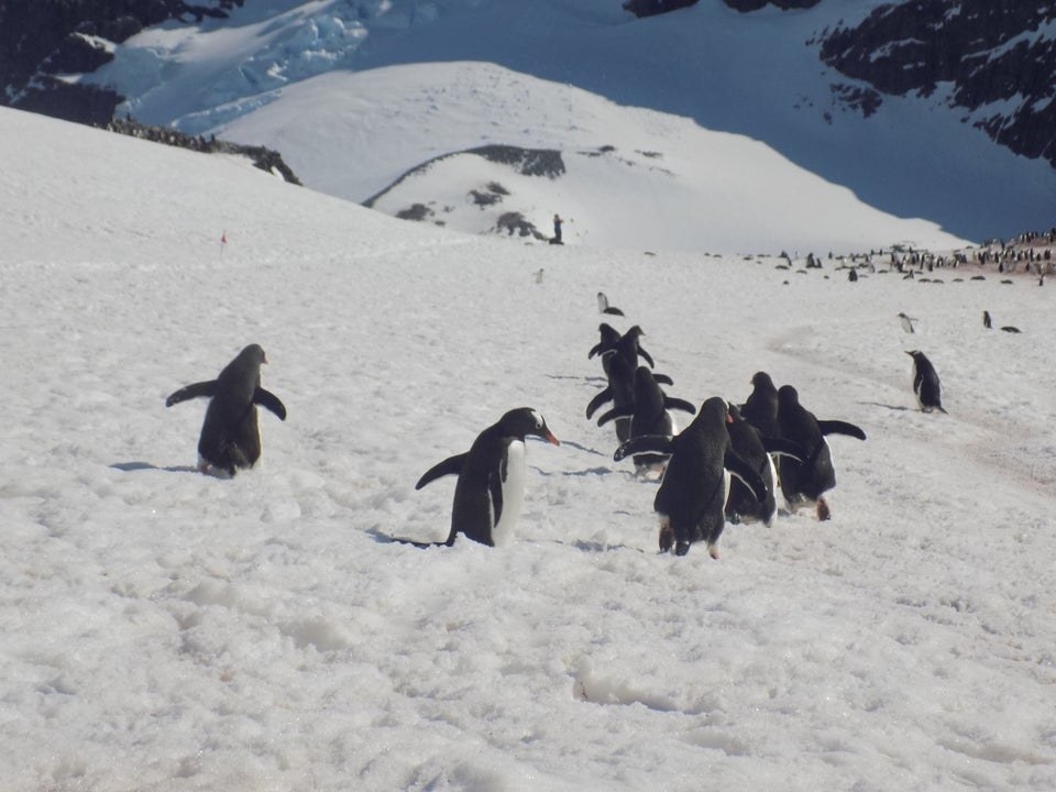 penguins waddling through the snow in Antarctica