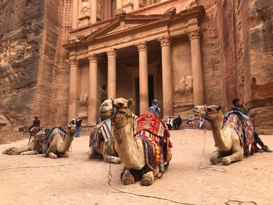 Camels lay in front of the Al-Khazneh temple in Petra