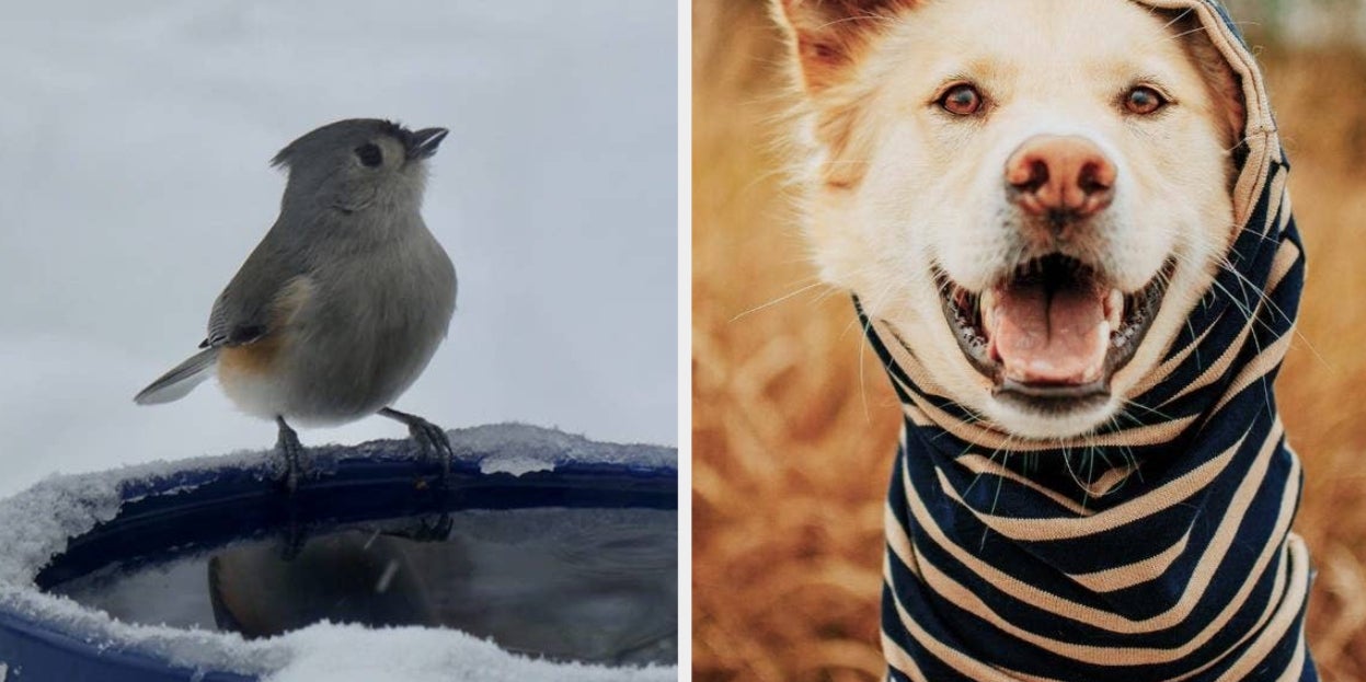 29 Problem-Solving Pet Supplies To Help You Through All Your
Winter Woes