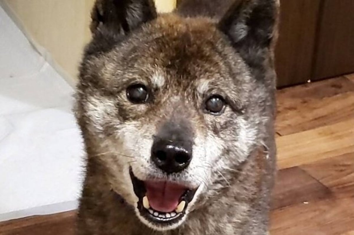 童顔だけど 何歳に見える 里親募集サイトで出会ったシニア犬と家族が 会った瞬間に相思相愛 だった 童顔だけど 何歳に見える 里親募集サイトで出会ったシニア犬と家族が 会った瞬間に相思相愛 だった