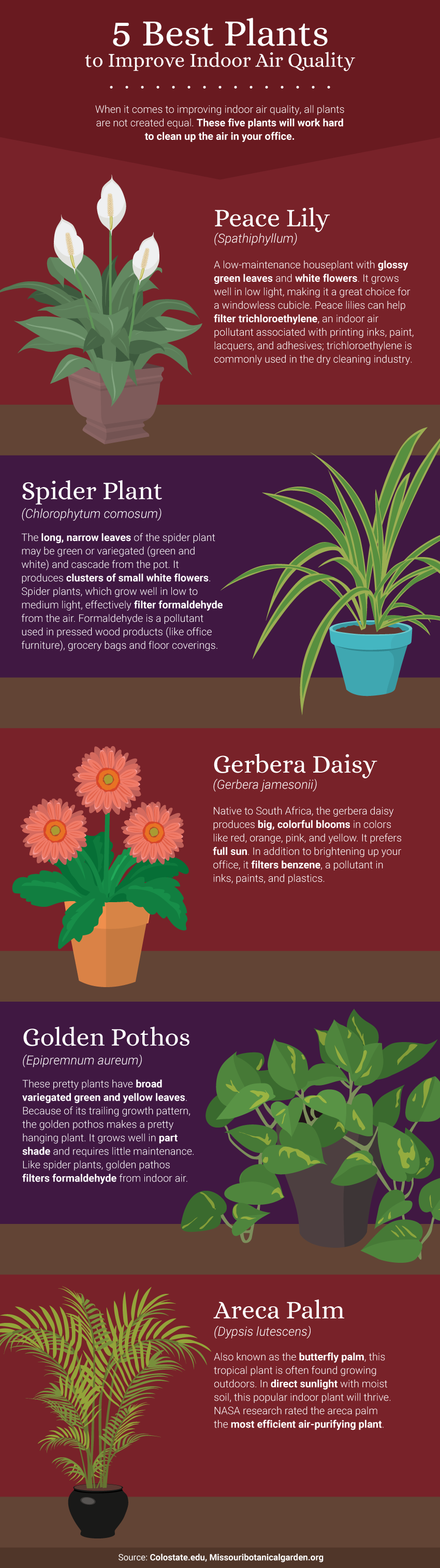 a chart detailing the five best plants that improve indoor air quality: peace lily, spider plant, gerbera daisy, golden pothos, and areca palm