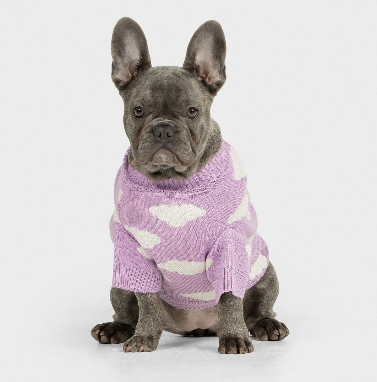 french bulldog in a lavender sweater with white clouds on it