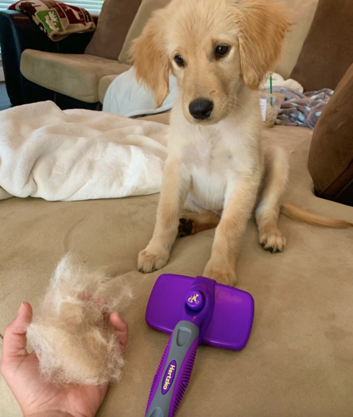 reviewer photo of the brush next to their dog and a wad of fur