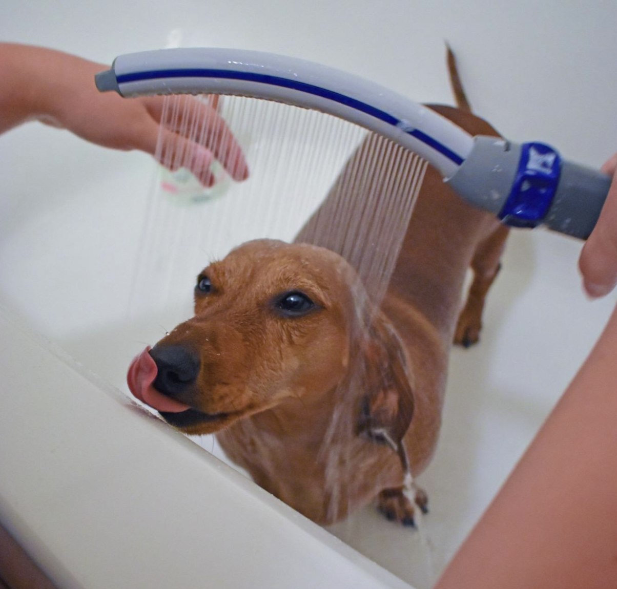 A customer review photo showing their dog getting a bath with the handheld dog shower attachment