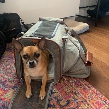 a reviewer photo of a dog inside the carrier with the expandable compartment erected