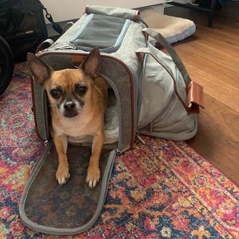 a reviewer photo of a dog inside the carrier with the expandable compartment erected