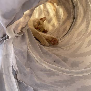cat dozing in the tunnel bed