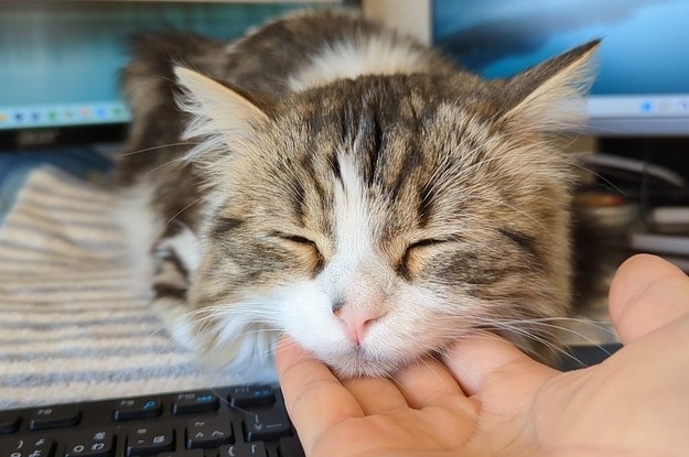 アニマル Buzzfeed アニマル Buzzfeed