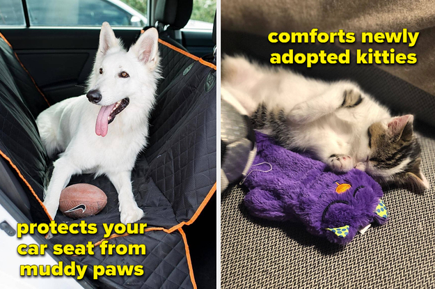 dog on a carseat cover on the left and kitten with purple comfort toy on the right