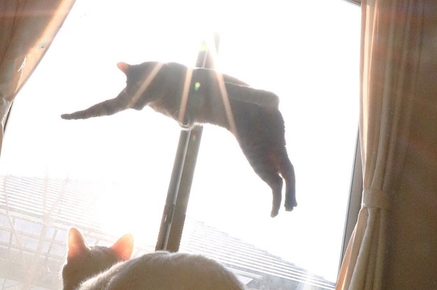 アニマル Buzzfeed アニマル Buzzfeed