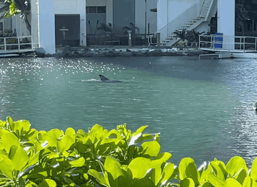 A dolphin swimming in the Kahala Hotel&#x27;s lagoon pool