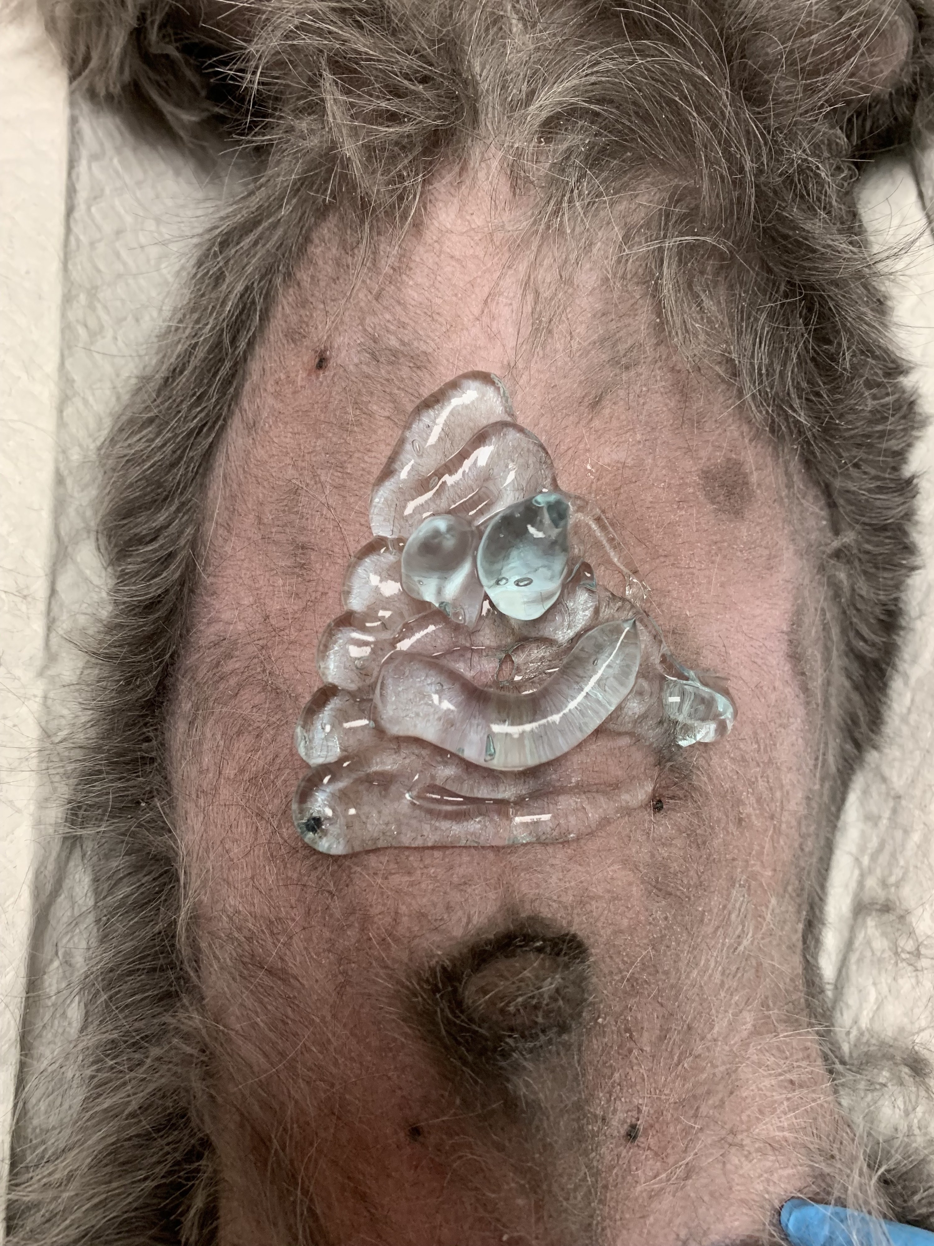 Ultrasound gel that looks like the poop emoji on a dog&#x27;s belly