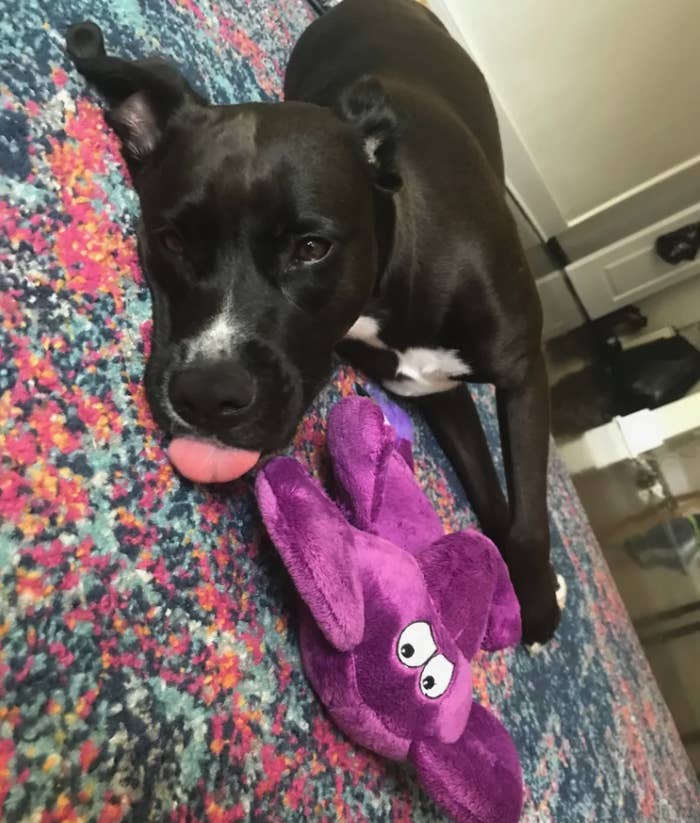 A dog laying on the carpet with its tongue out next to the toy