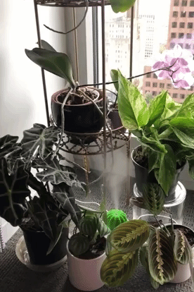 a gif of a reviewer's humidifier turned on between plants