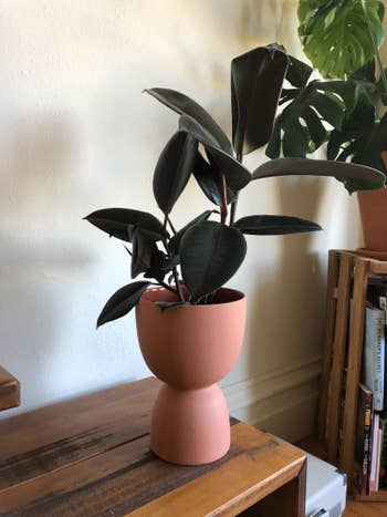 Amanda's rubber plant sitting in the bigger side of the terra cotta pot