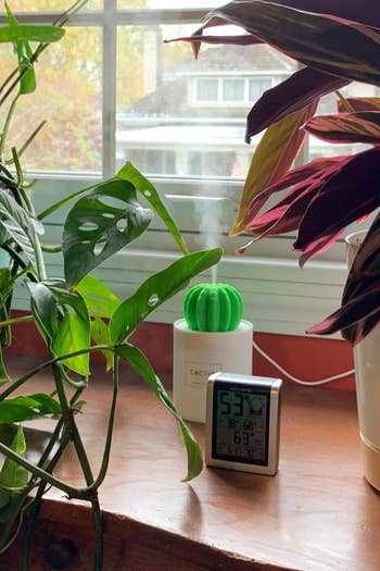 the cactus humidifier between a reviewer's plants